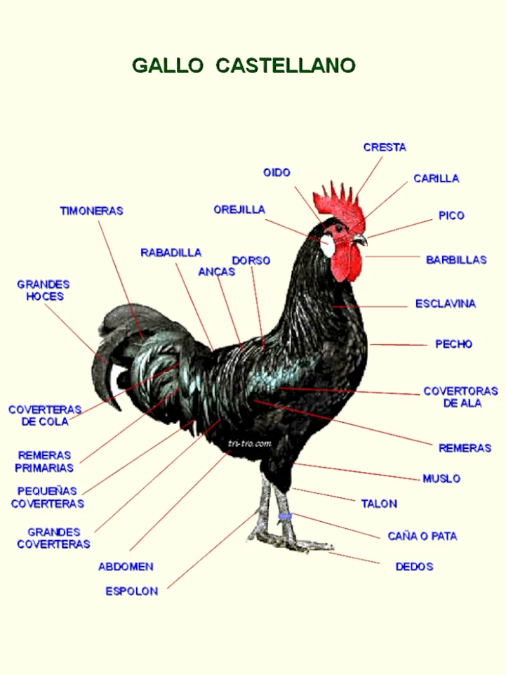 Gallo 3