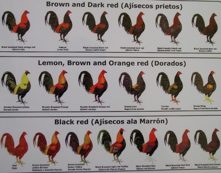 Raza de gallo
