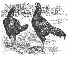 Antigüedad del gallo