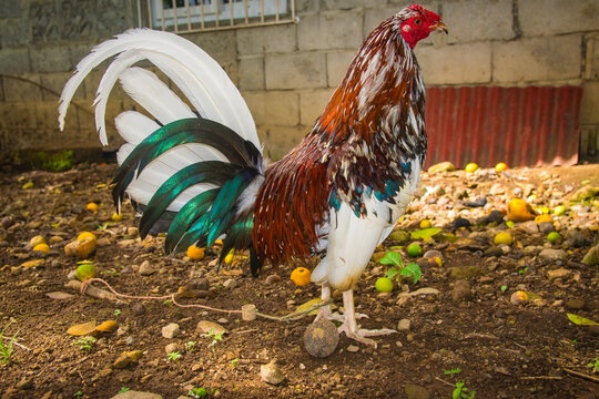 Gallo en perfil