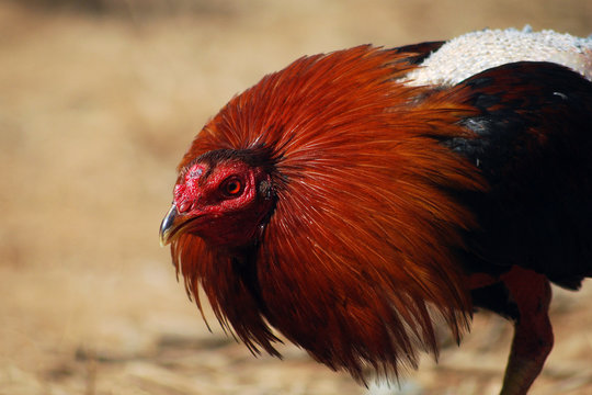 Gallo de cría