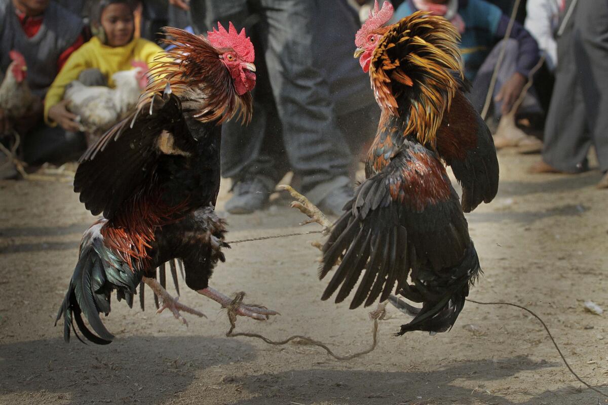 Gallo en combate