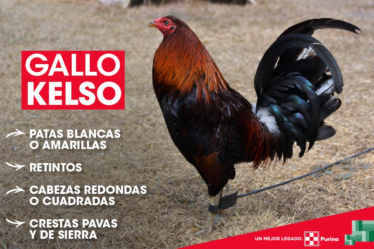 Gallo 1