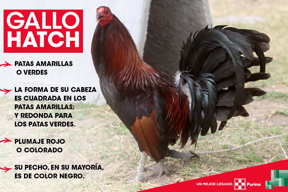 Gallo 2